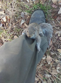 Wild Animal Removal For Squirrels