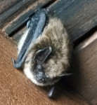 Bat Removal In Attic