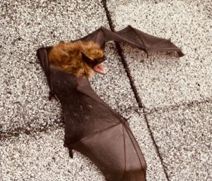 Large Brown Bat Massachusetts